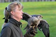 Greifvögel im Vogelpark Marlow - Bild vergrößern ...